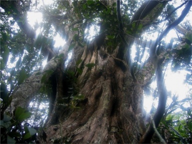 The value of biodiversity in the Phong Nha - Ke Bang